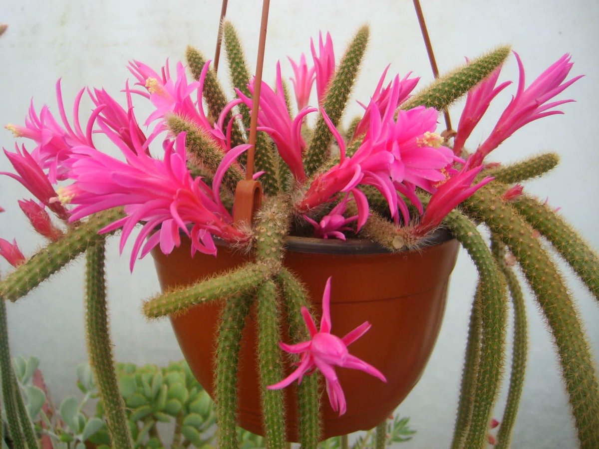 kaktusy-komnatnye-foto-nazvanie-opisanie-sukkulenty-s-krasivym-tsveteniem-37