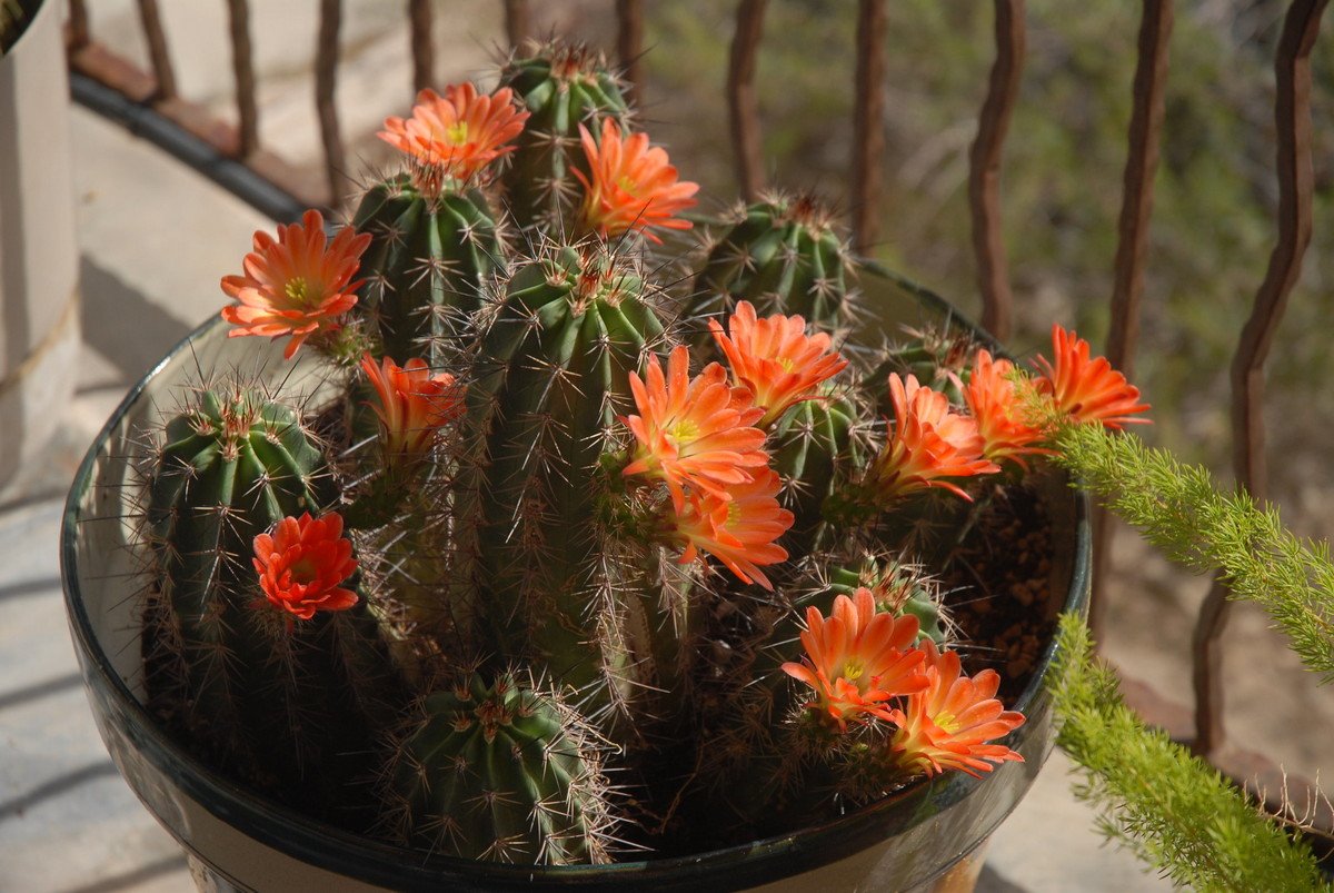 kaktusy-komnatnye-foto-nazvanie-opisanie-sukkulenty-s-krasivym-tsveteniem-31