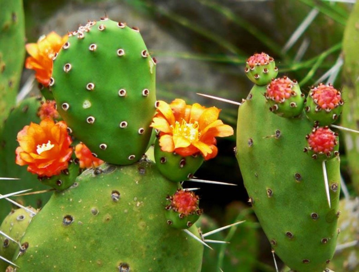 kaktusy-komnatnye-foto-nazvanie-opisanie-sukkulenty-s-krasivym-tsveteniem-33