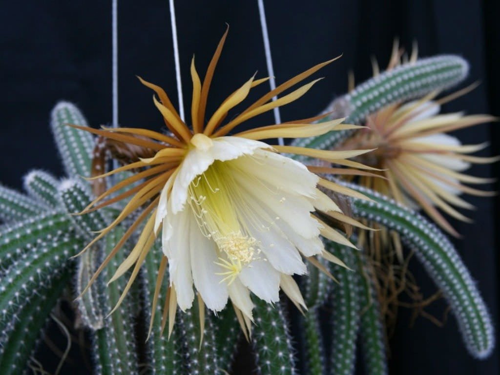 kaktusy-komnatnye-foto-nazvanie-opisanie-sukkulenty-s-krasivym-tsveteniem-35