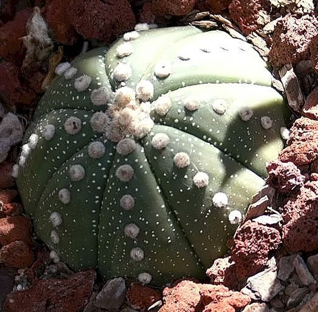 kaktusy-komnatnye-foto-nazvanie-opisanie-sukkulenty-s-krasivym-tsveteniem-4