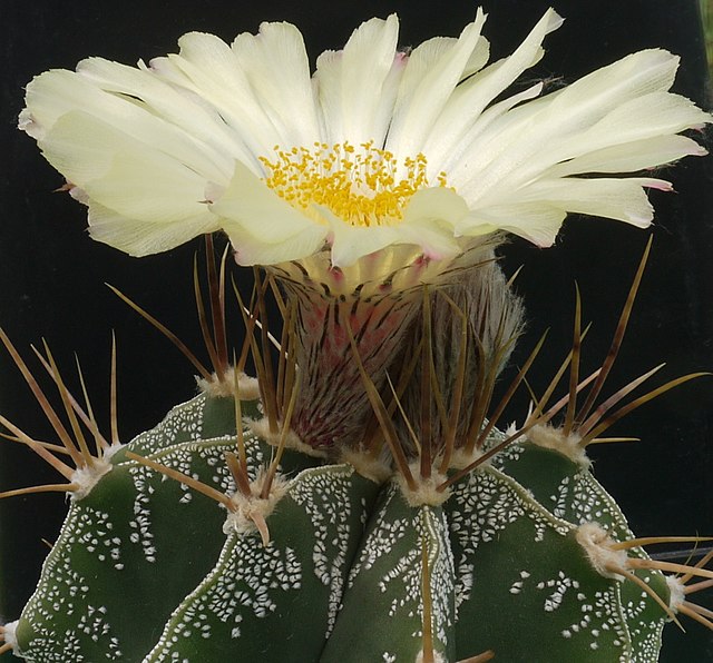kaktusy-komnatnye-foto-nazvanie-opisanie-sukkulenty-s-krasivym-tsveteniem-3