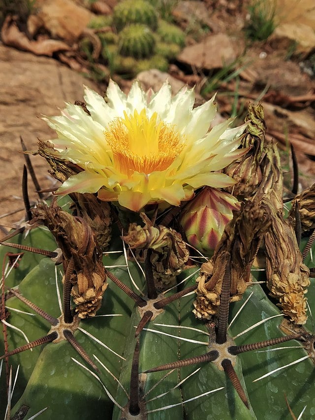 kaktusy-komnatnye-foto-nazvanie-opisanie-sukkulenty-s-krasivym-tsveteniem-10