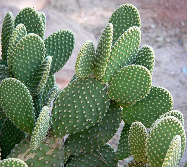 kaktusy-komnatnye-foto-nazvanie-opisanie-sukkulenty-s-krasivym-tsveteniem-13