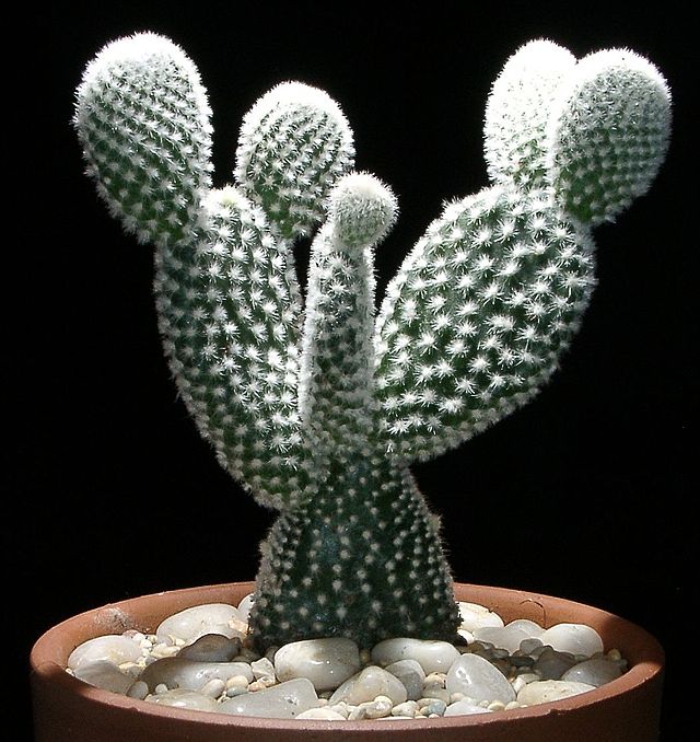 kaktusy-komnatnye-foto-nazvanie-opisanie-sukkulenty-s-krasivym-tsveteniem-12