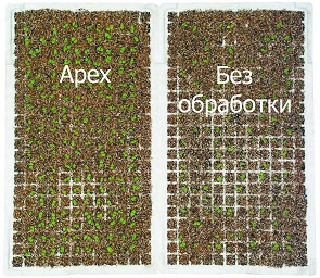 pokrytie-semyan-formy-i-vidy-obrabotki-dlya-chego-okrashivayut-semena-8