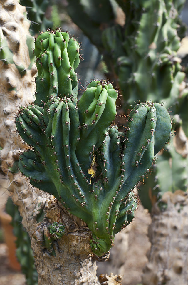 kaktusy-komnatnye-foto-nazvanie-opisanie-sukkulenty-s-krasivym-tsveteniem-21