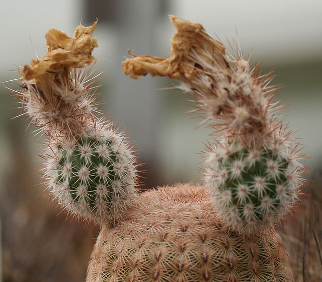kaktusy-komnatnye-foto-nazvanie-opisanie-sukkulenty-s-krasivym-tsveteniem-15