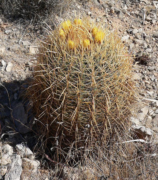 kaktusy-komnatnye-foto-nazvanie-opisanie-sukkulenty-s-krasivym-tsveteniem-9