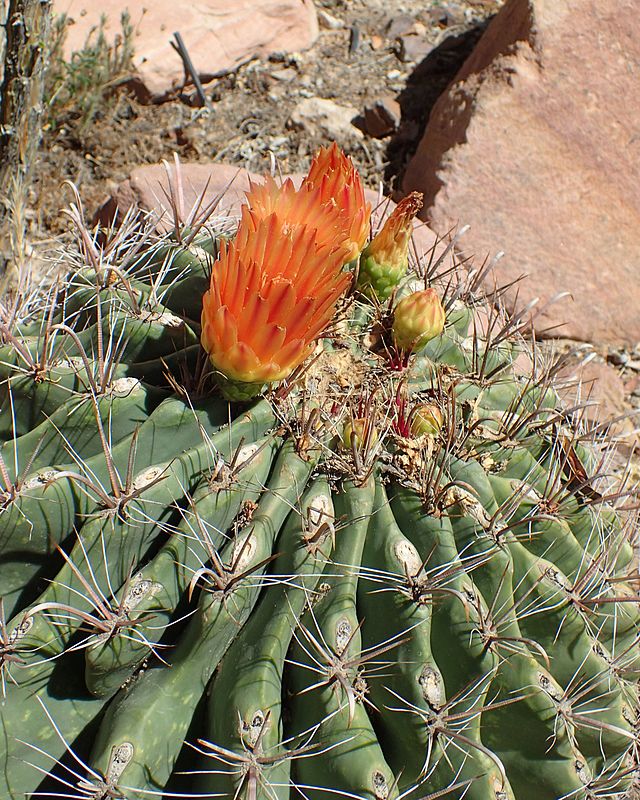 kaktusy-komnatnye-foto-nazvanie-opisanie-sukkulenty-s-krasivym-tsveteniem-11