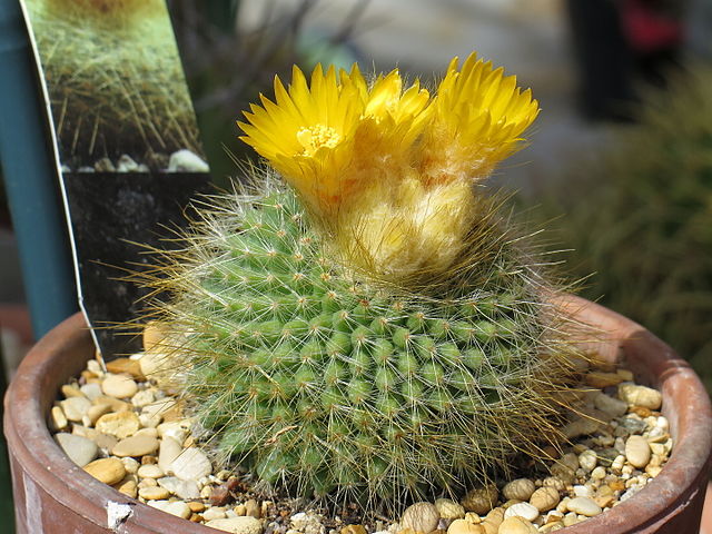 kaktusy-komnatnye-foto-nazvanie-opisanie-sukkulenty-s-krasivym-tsveteniem-20