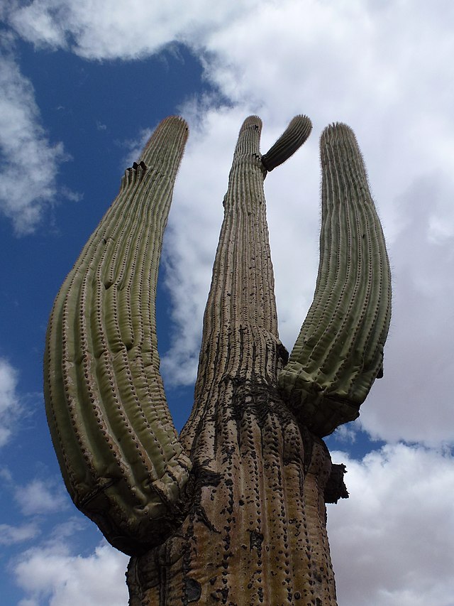 kaktusy-komnatnye-foto-nazvanie-opisanie-sukkulenty-s-krasivym-tsveteniem-23