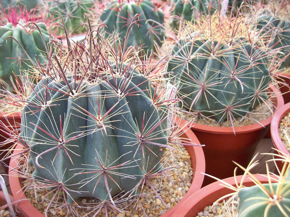 kaktusy-komnatnye-foto-nazvanie-opisanie-sukkulenty-s-krasivym-tsveteniem-52