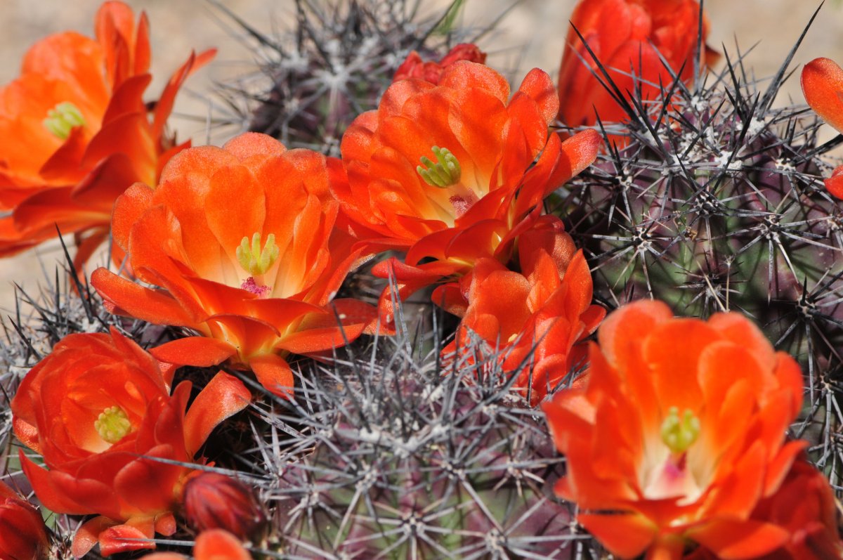 kaktusy-komnatnye-foto-nazvanie-opisanie-sukkulenty-s-krasivym-tsveteniem-27