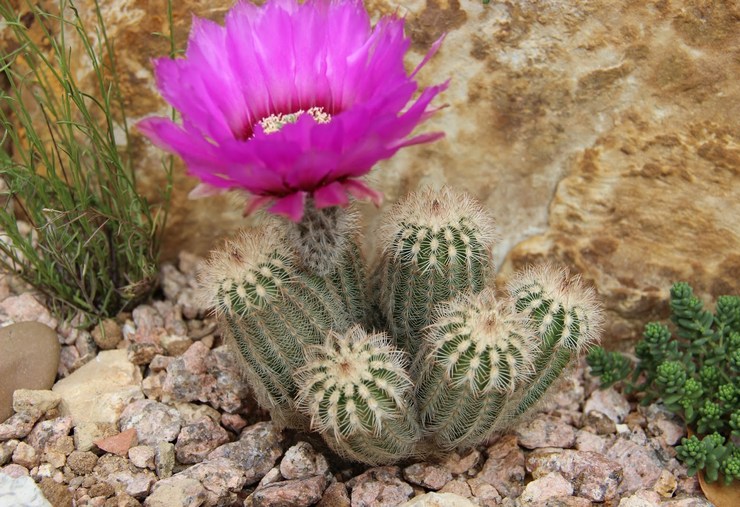 kaktusy-komnatnye-foto-nazvanie-opisanie-sukkulenty-s-krasivym-tsveteniem-2