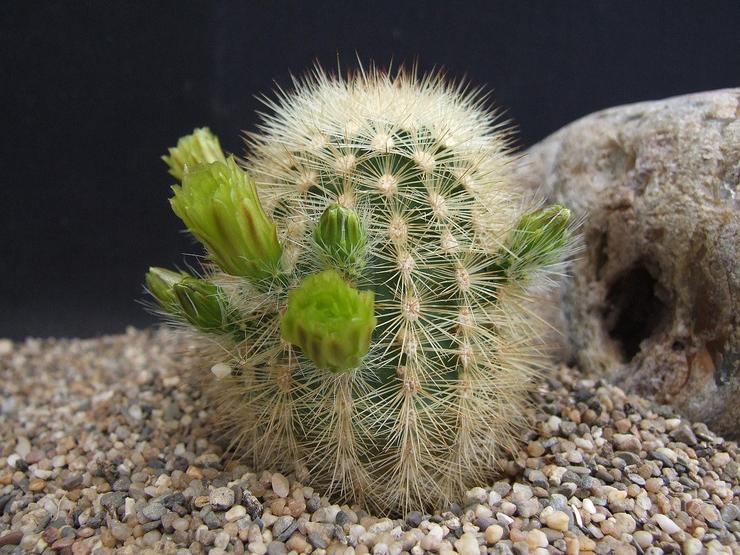 kaktusy-komnatnye-foto-nazvanie-opisanie-sukkulenty-s-krasivym-tsveteniem-3