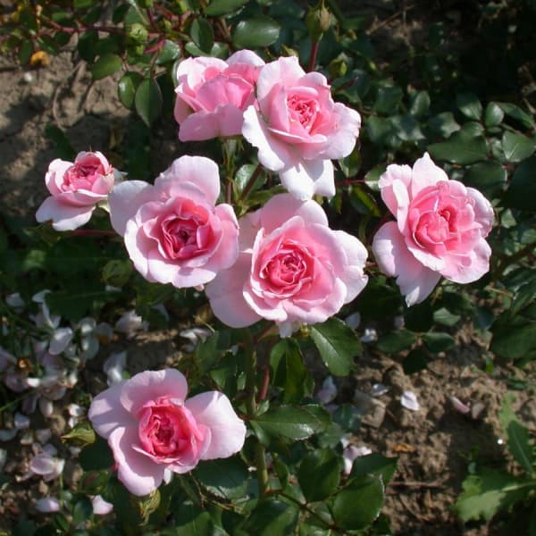 roza-poliantovaya