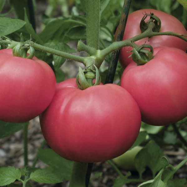 tomat-rozovyy