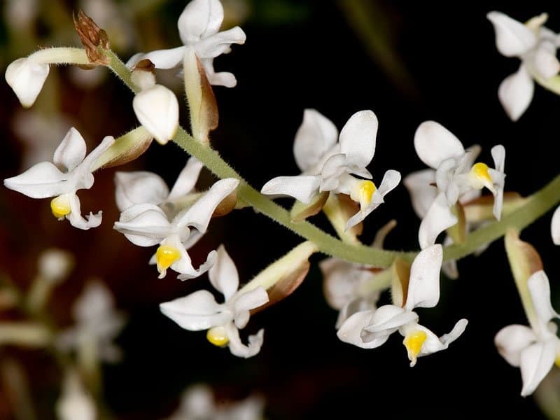 orhideya-ludiziya-foto-video-opisanie-vidy-razmnozhenie-posadka-i-uhod-v-domashnih-usloviyah-1