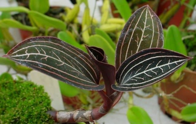 orhideya-ludiziya-foto-video-opisanie-vidy-razmnozhenie-posadka-i-uhod-v-domashnih-usloviyah-21