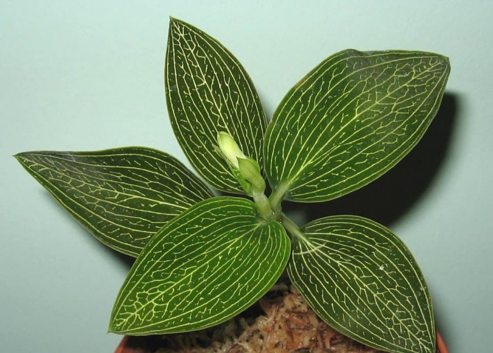 orhideya-ludiziya-foto-video-opisanie-vidy-razmnozhenie-posadka-i-uhod-v-domashnih-usloviyah-22