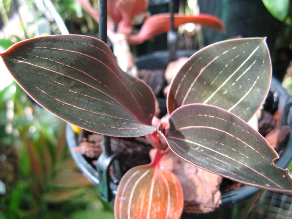orhideya-ludiziya-foto-video-opisanie-vidy-razmnozhenie-posadka-i-uhod-v-domashnih-usloviyah-23