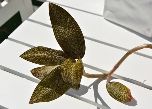 orhideya-ludiziya-foto-video-opisanie-vidy-razmnozhenie-posadka-i-uhod-v-domashnih-usloviyah-24