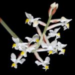 orhideya-ludiziya-foto-video-opisanie-vidy-razmnozhenie-posadka-i-uhod-v-domashnih-usloviyah-2