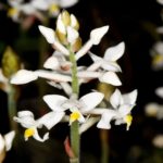 orhideya-ludiziya-foto-video-opisanie-vidy-razmnozhenie-posadka-i-uhod-v-domashnih-usloviyah-14