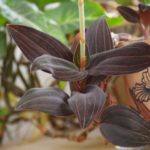 orhideya-ludiziya-foto-video-opisanie-vidy-razmnozhenie-posadka-i-uhod-v-domashnih-usloviyah-3