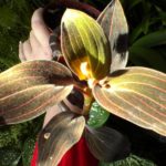 orhideya-ludiziya-foto-video-opisanie-vidy-razmnozhenie-posadka-i-uhod-v-domashnih-usloviyah-4