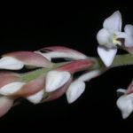 orhideya-ludiziya-foto-video-opisanie-vidy-razmnozhenie-posadka-i-uhod-v-domashnih-usloviyah-5