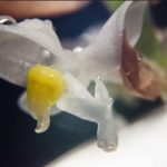 orhideya-ludiziya-foto-video-opisanie-vidy-razmnozhenie-posadka-i-uhod-v-domashnih-usloviyah-8