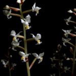 orhideya-ludiziya-foto-video-opisanie-vidy-razmnozhenie-posadka-i-uhod-v-domashnih-usloviyah-9