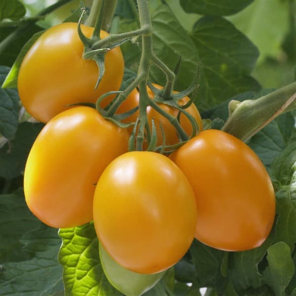 tomat-zheltyj